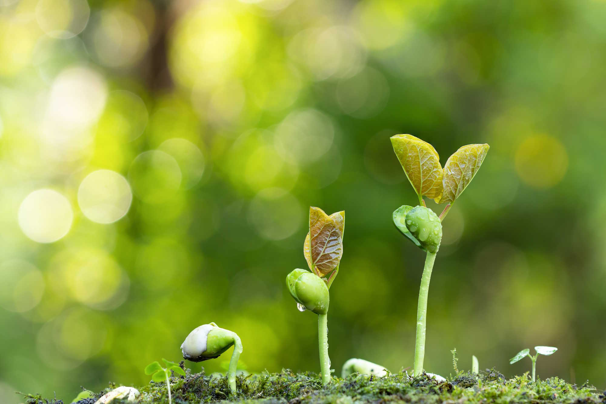 Gros plan d'une jeune plante poussant sur un sol tropical verdoyant, avec un fond vert bokeh (photo d'illustration).